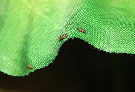 荷叶饰品表面上的果蝇